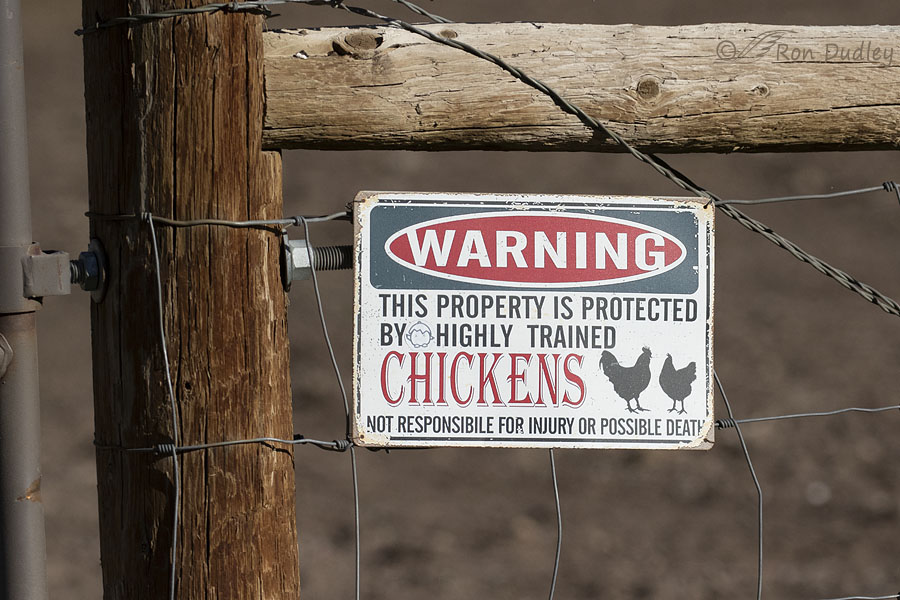 killer-chicken-sign-0853-ron-dudley