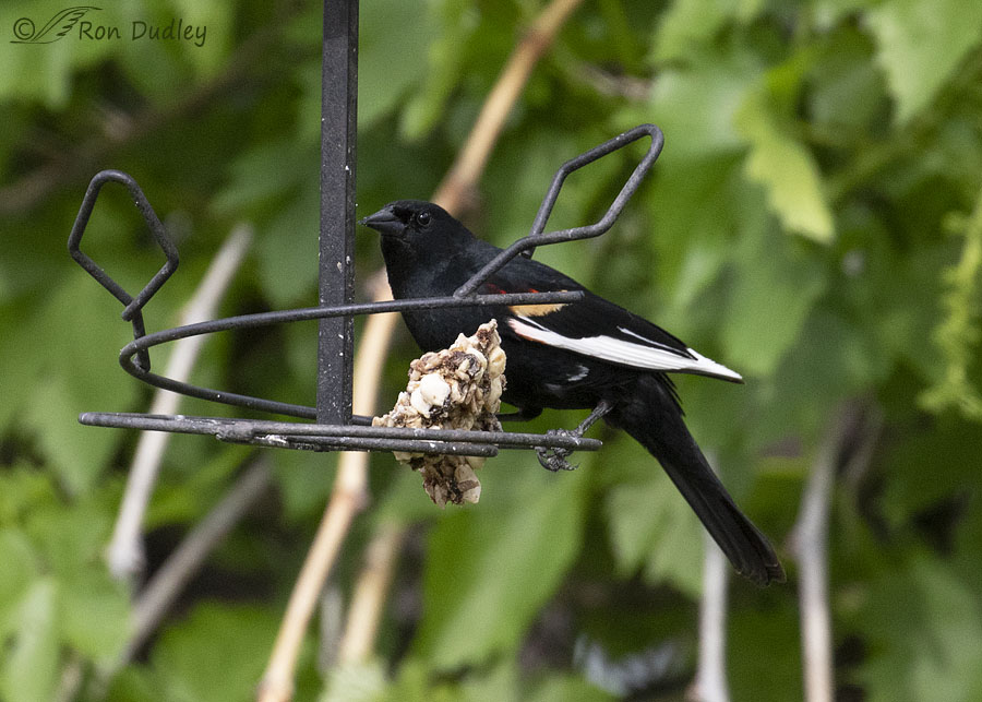 red-winged-blackbird-0660-ron-dudley
