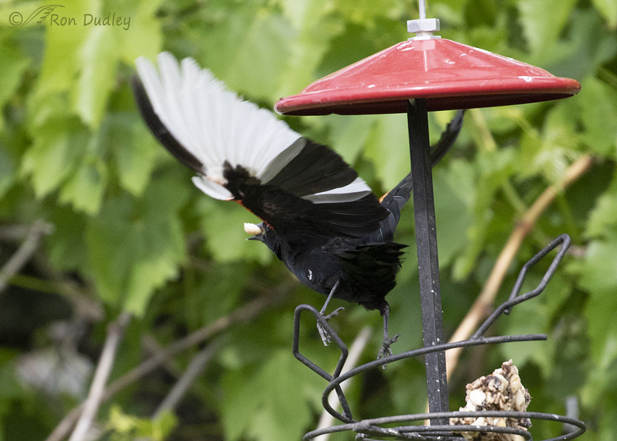 red-winged-blackbird-0670-ron-dudley