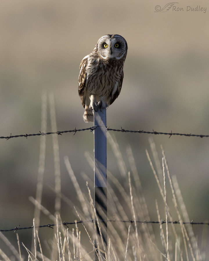 short-eared-owl-3565-ron-dudley