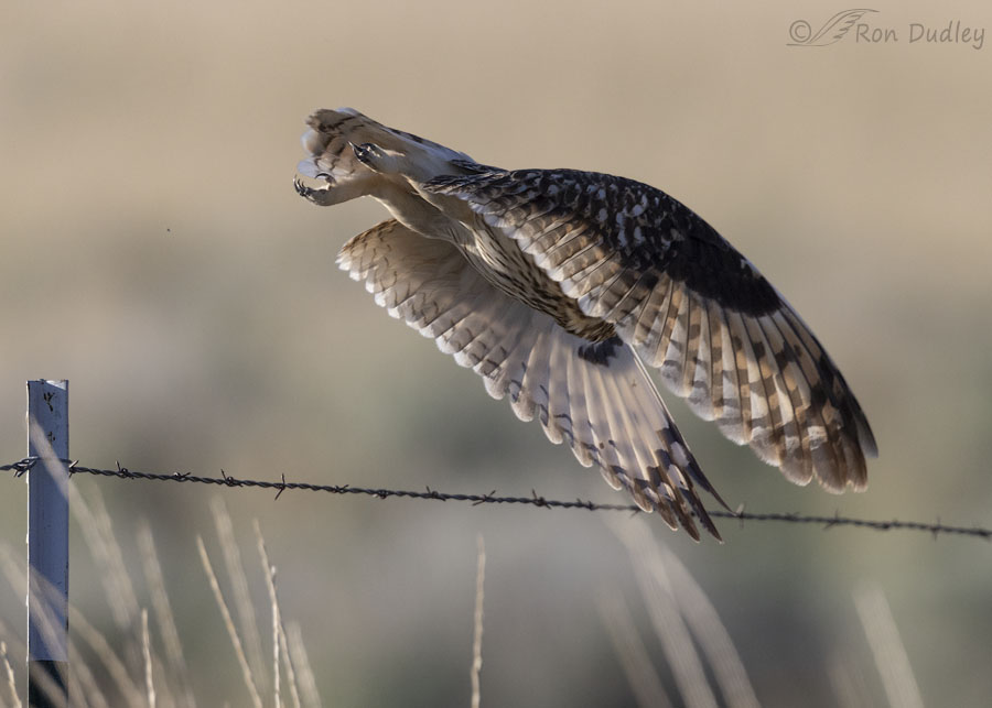 short-eared-owl-3567b-ron-dudley