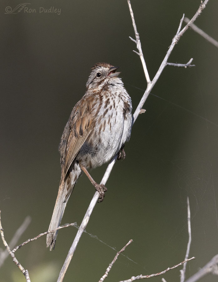 song-sparrow-4329-ron-dudley