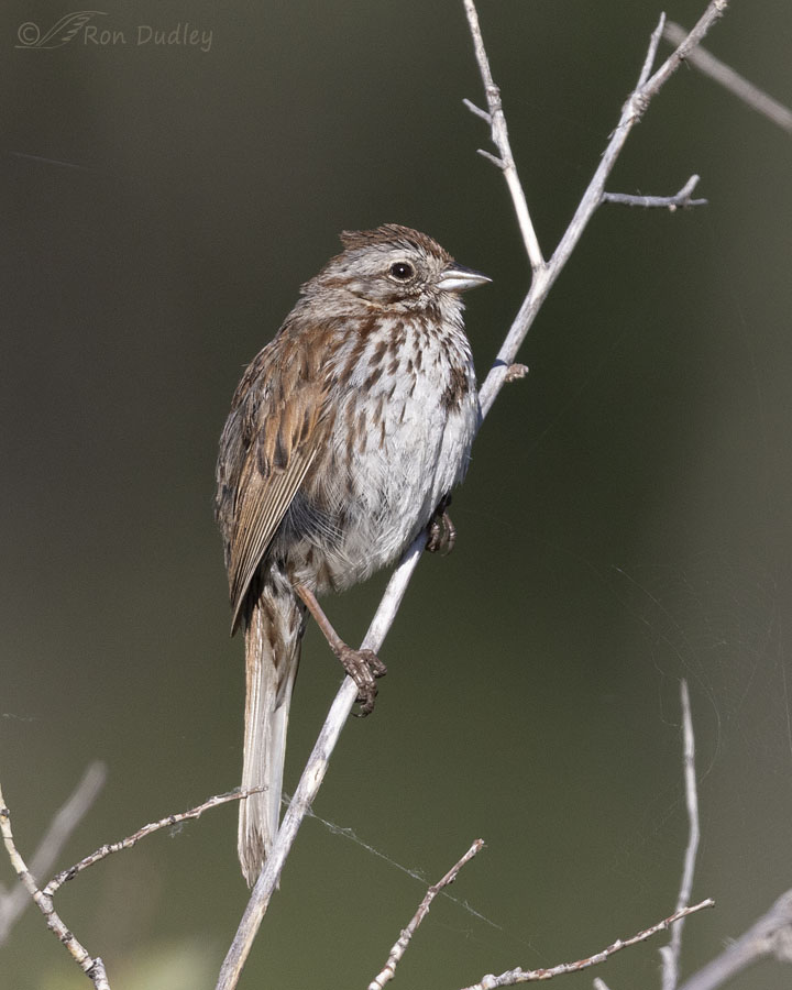 song-sparrow-4337-ron-dudley