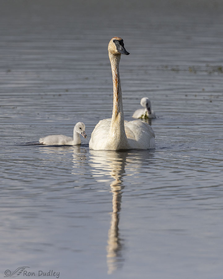 trumpeter-swan-5407-ron-dudley