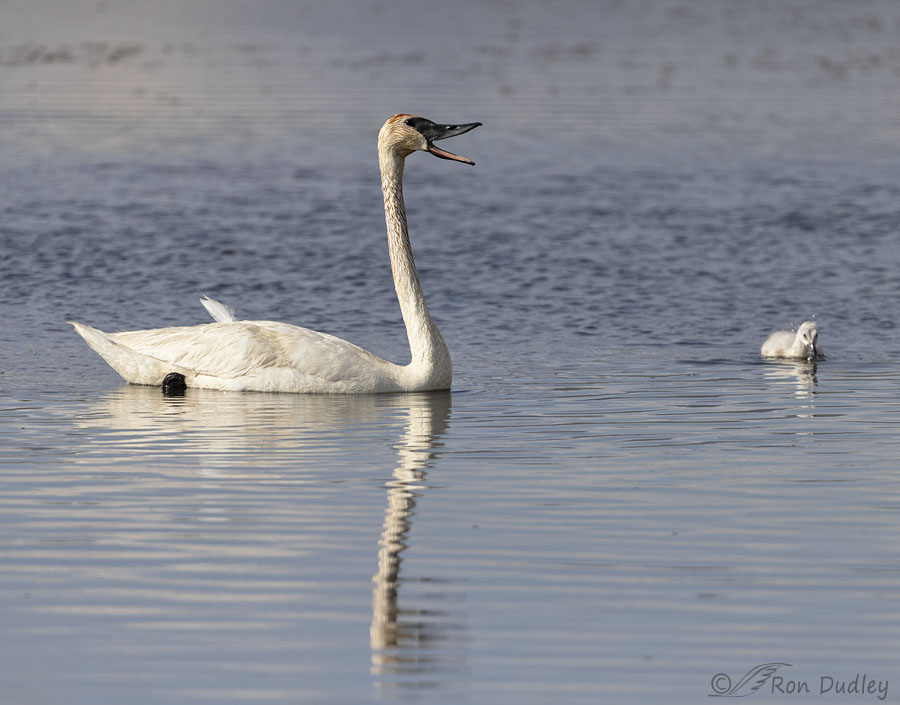 trumpeter-swan-5442-ron-dudley