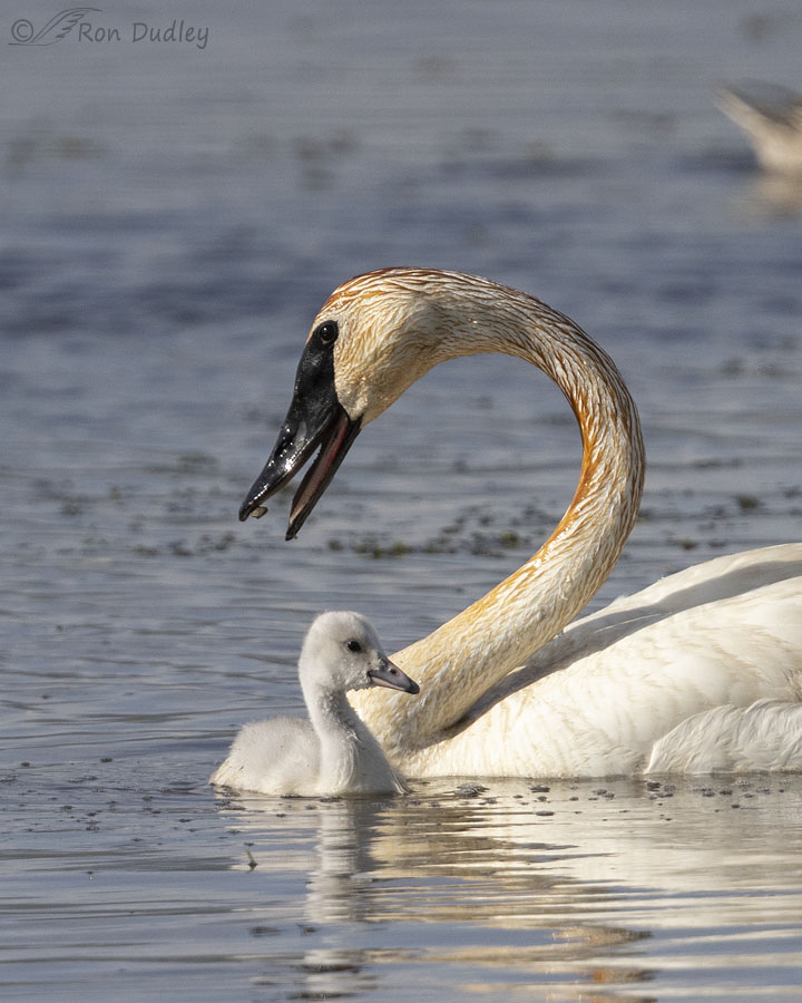 trumpeter-swan-5460-ron-dudley