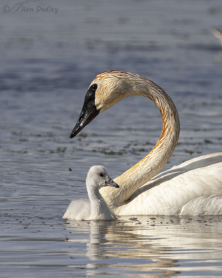 trumpeter-swan-5461-ron-dudley