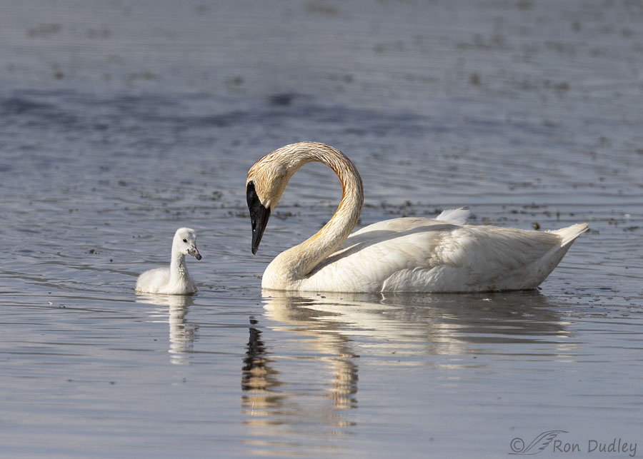 trumpeter-swan-5472-ron-dudley