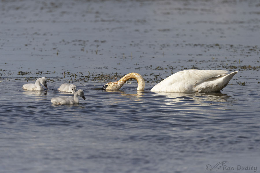 trumpeter-swan-5496-ron-dudley