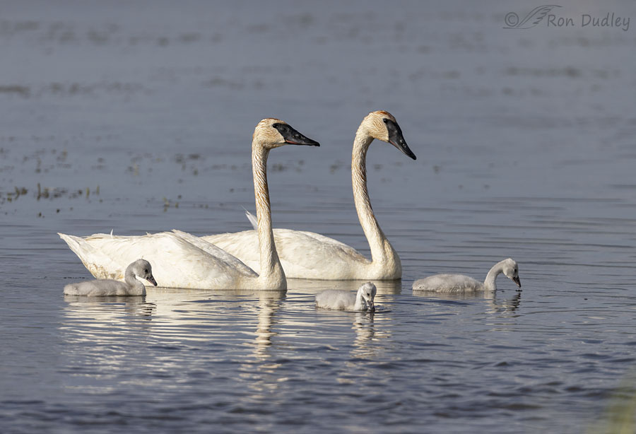 trumpeter-swan-5615-ron-dudley