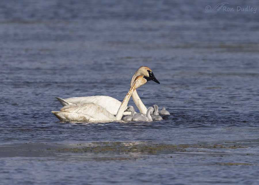 trumpeter-swan-6887b-ron-dudley