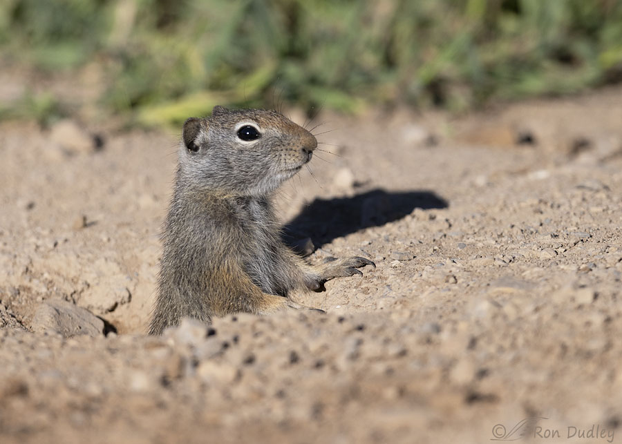 uinta-ground-squirrel-4387-ron-dudley
