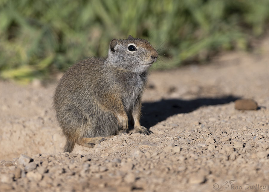 uinta-ground-squirrel-4392-ron-dudley