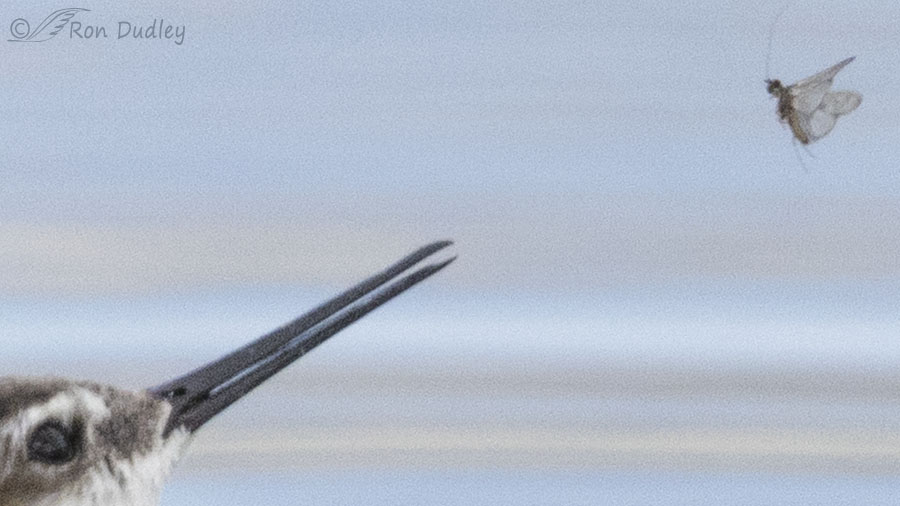 unidentified-flying-insect-5782-ron-dudley