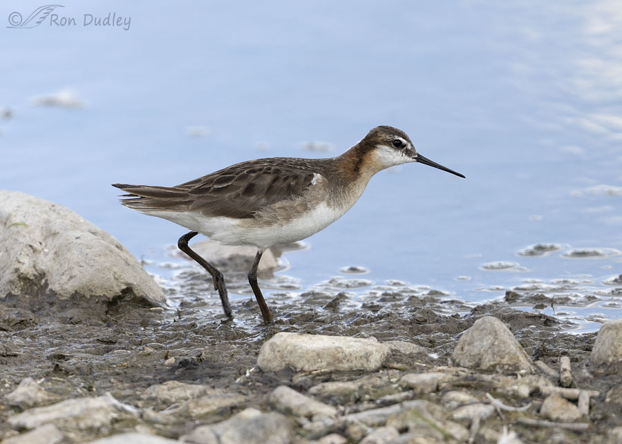 wilsons-phalarope-5697-ron-dudley