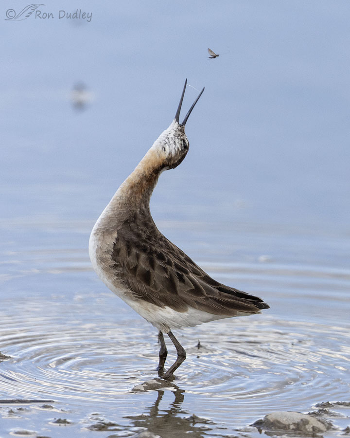 wilsons-phalarope-5709-ron-dudley
