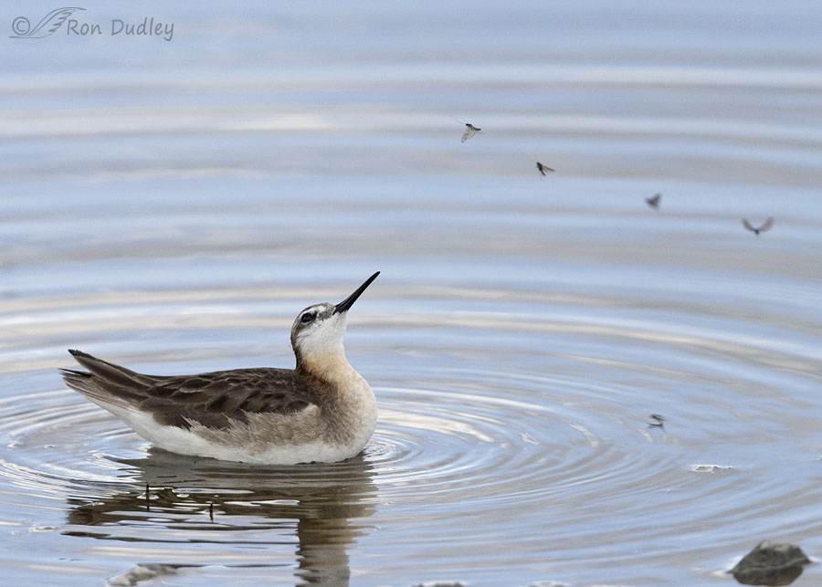 wilsons-phalarope-5800-ron-dudley