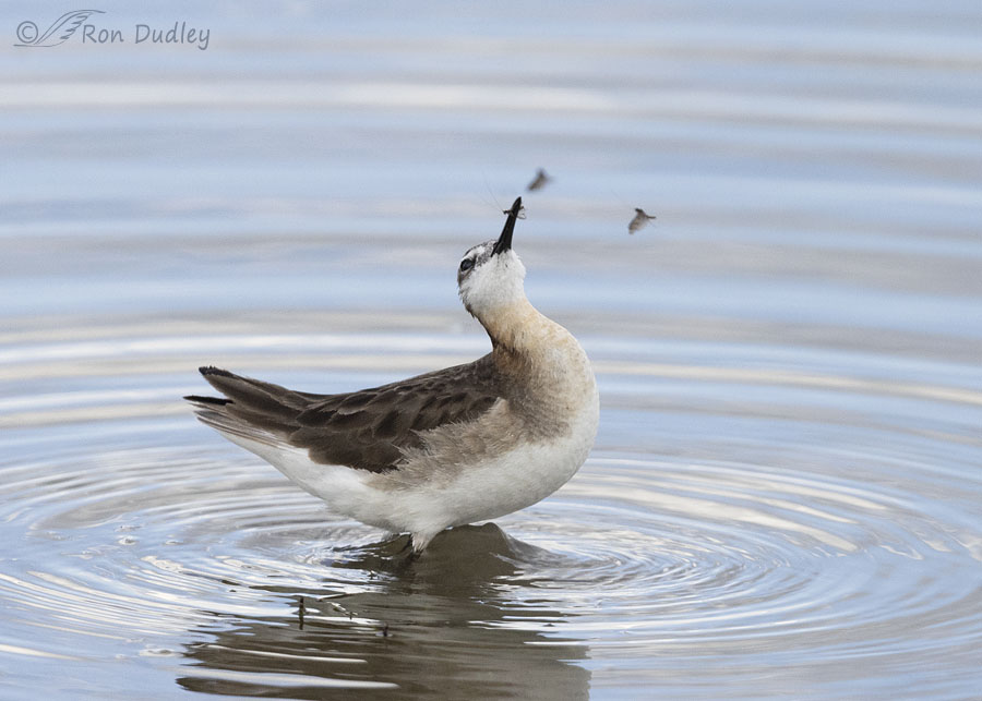 wilsons-phalarope-5801-ron-dudley