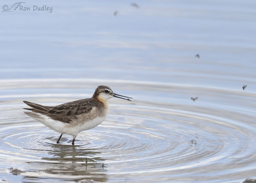 wilsons-phalarope-5815-ron-dudley