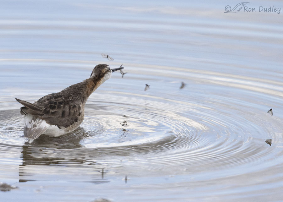 wilsons-phalarope-5821-ron-dudley