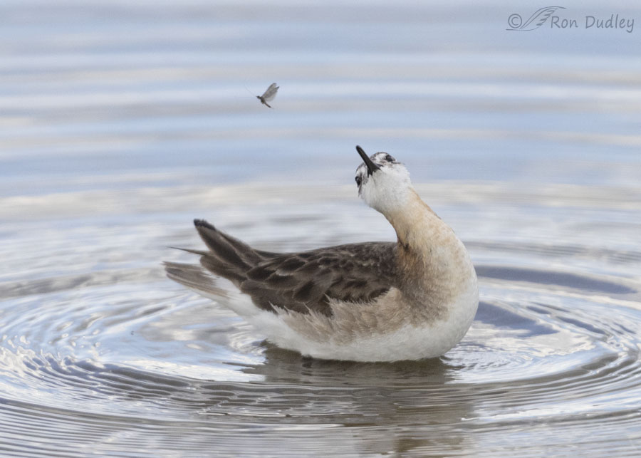 wilsons-phalarope-5867-ron-dudley