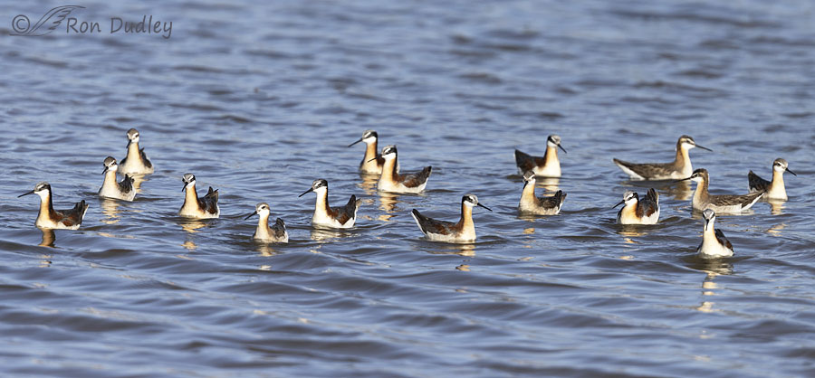 wilsons-phalarope-6981-ron-dudley