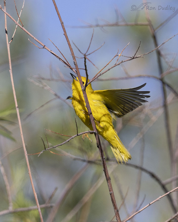 yellow-warbler-4500-ron-dudley