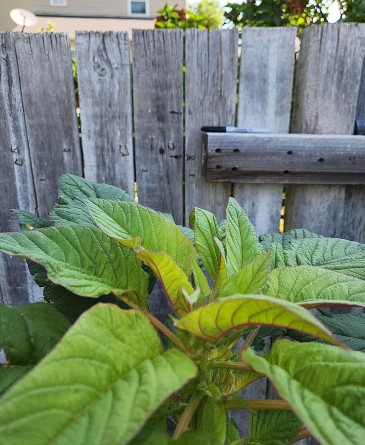 amaranth-growth