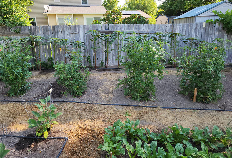 amaranth-in-back