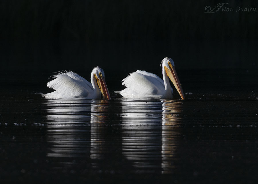 american-white-pelican-6399-ron-dudley