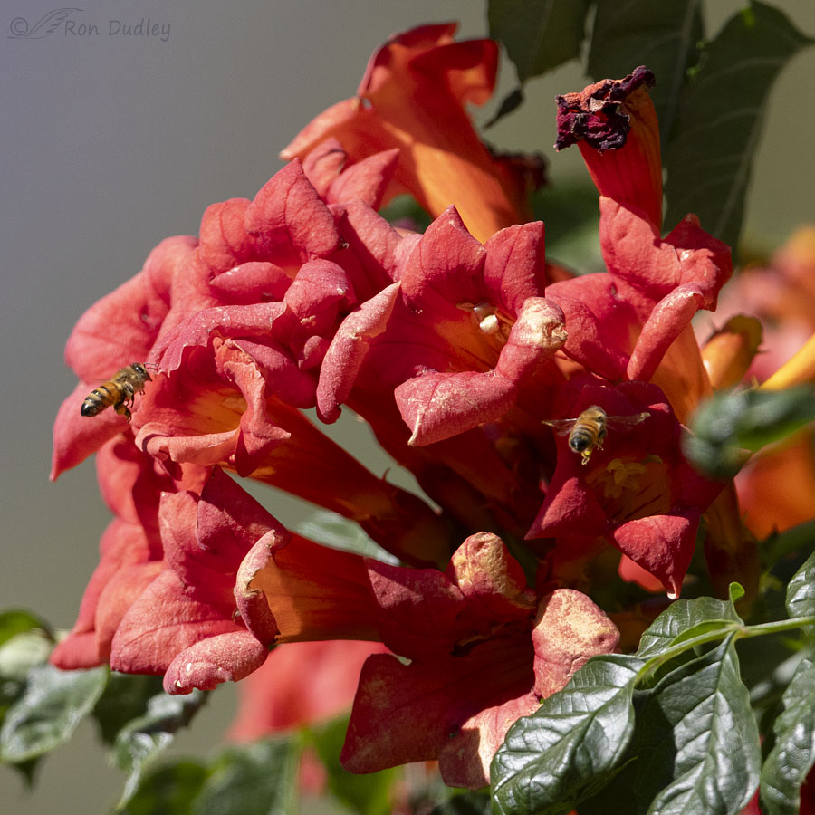 bees-on-trumpet-vine-9123