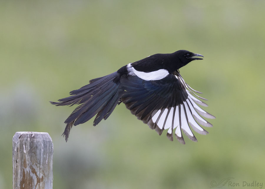 black-billed-magpie-7997-ron-dudley