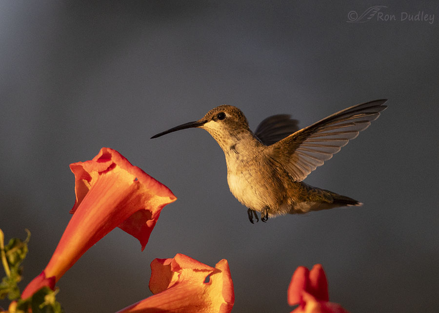 black-chinned-hummingbird-0481-ron-dudley