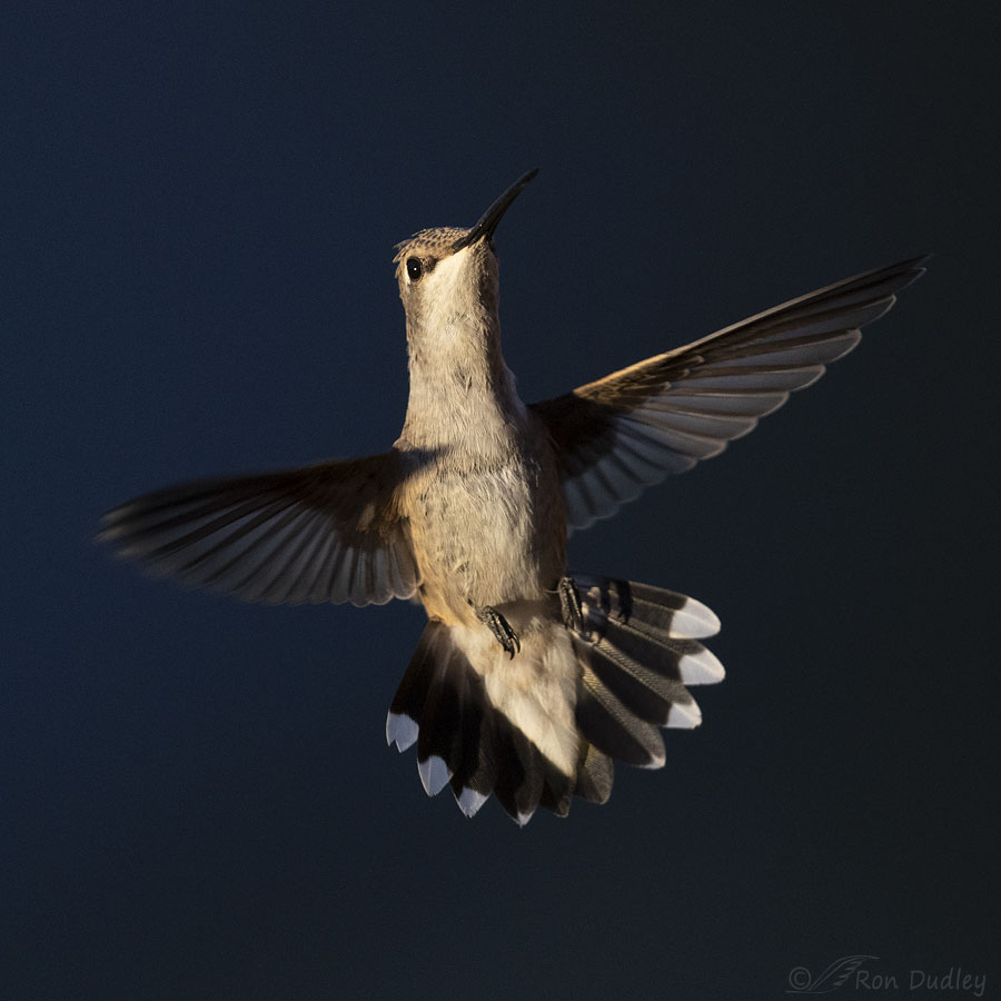 black-chinned-hummingbird-0653-ron-dudley