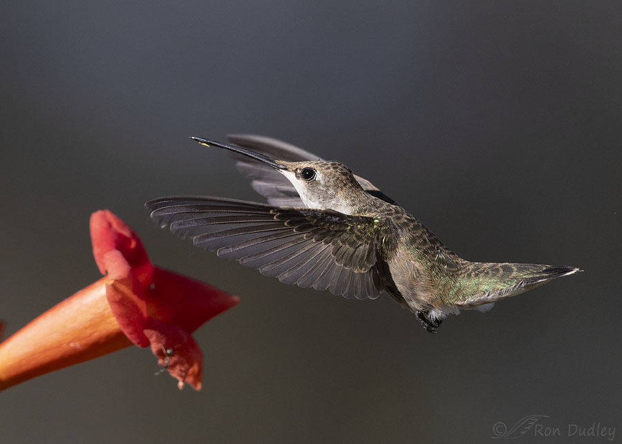 black-chinned-hummingbird-0987-ron-dudley