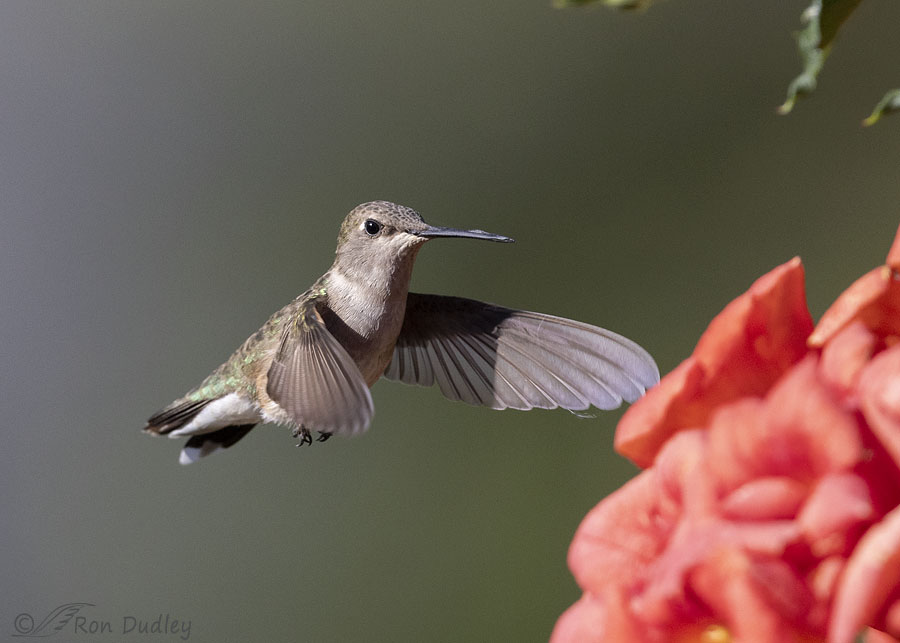 black-chinned-hummingbird-9148-ron-dudley