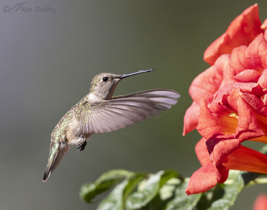 black-chinned-hummingbird-9190-ron-dudley