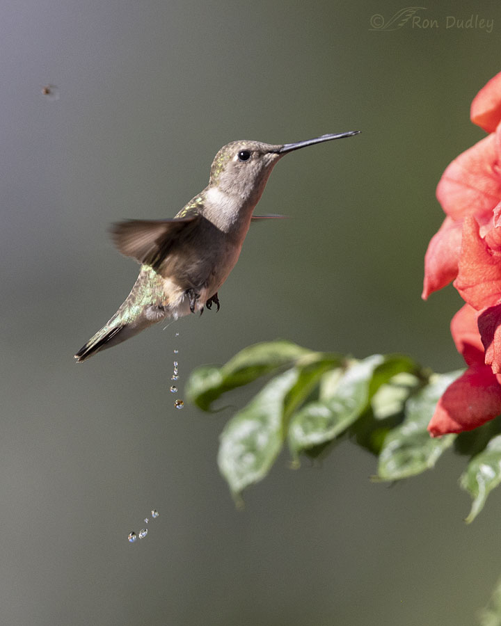 black-chinned-hummingbird-9191-ron-dudley