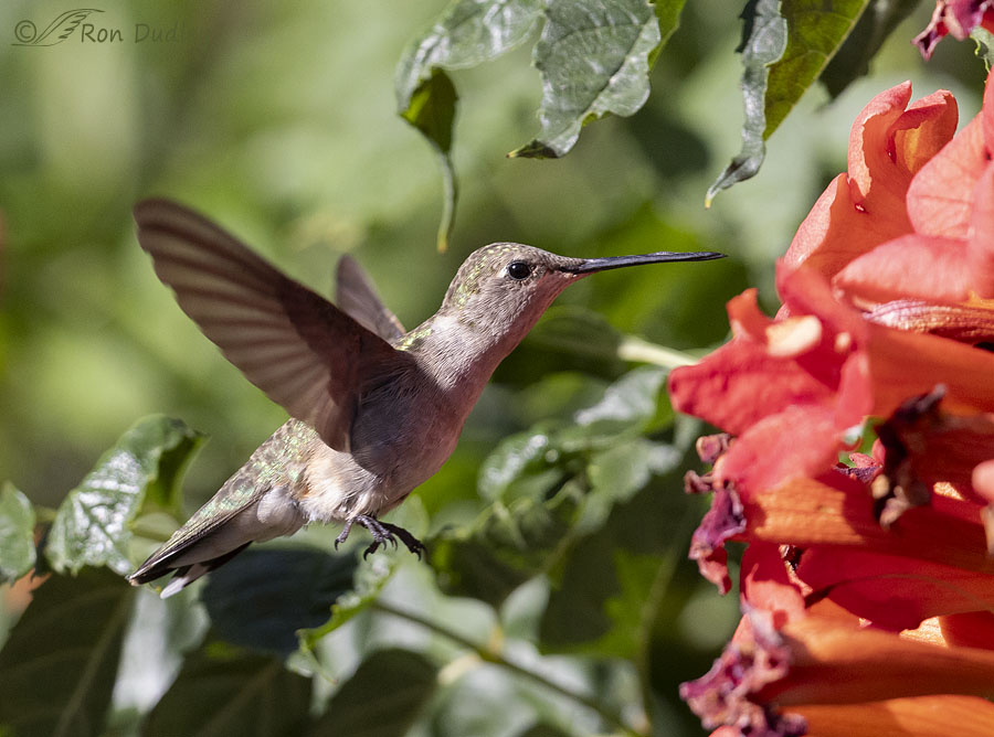 black-chinned-hummingbird-9204-ron-dudley
