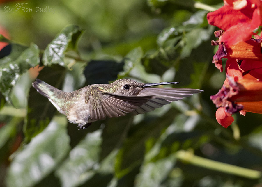 black-chinned-hummingbird-9211-ron-dudley
