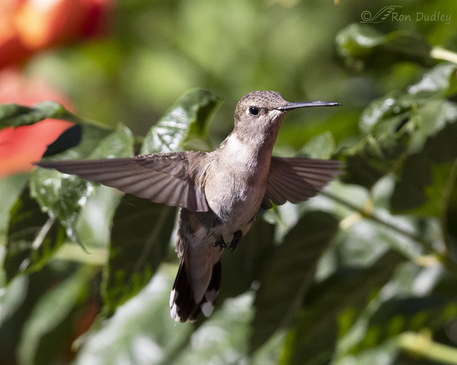 black-chinned-hummingbird-9218-ron-dudley