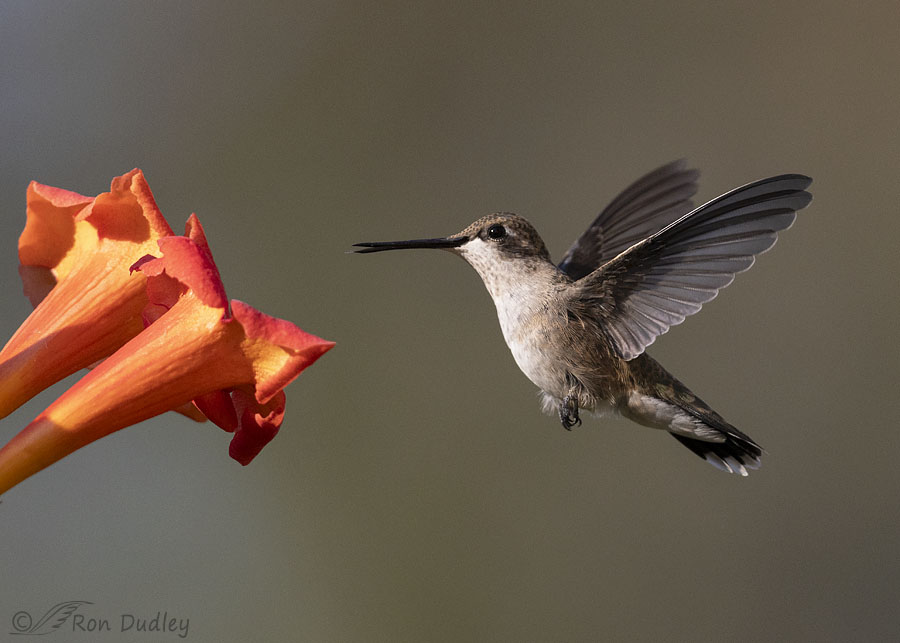 black-chinned-hummingbird-9489-ron-dudley