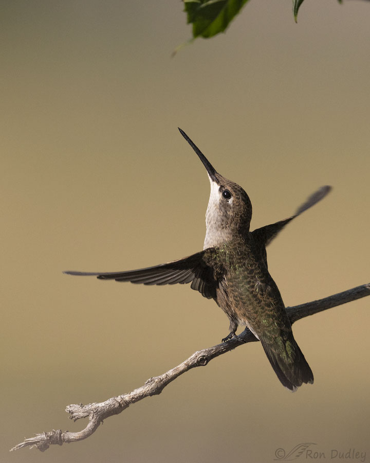 black-chinned-hummingbird-9564-ron-dudle