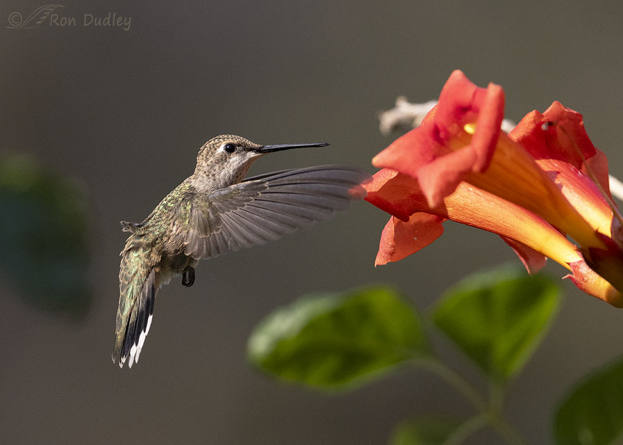 black-chinned-hummingbird-9594-ron-dudley