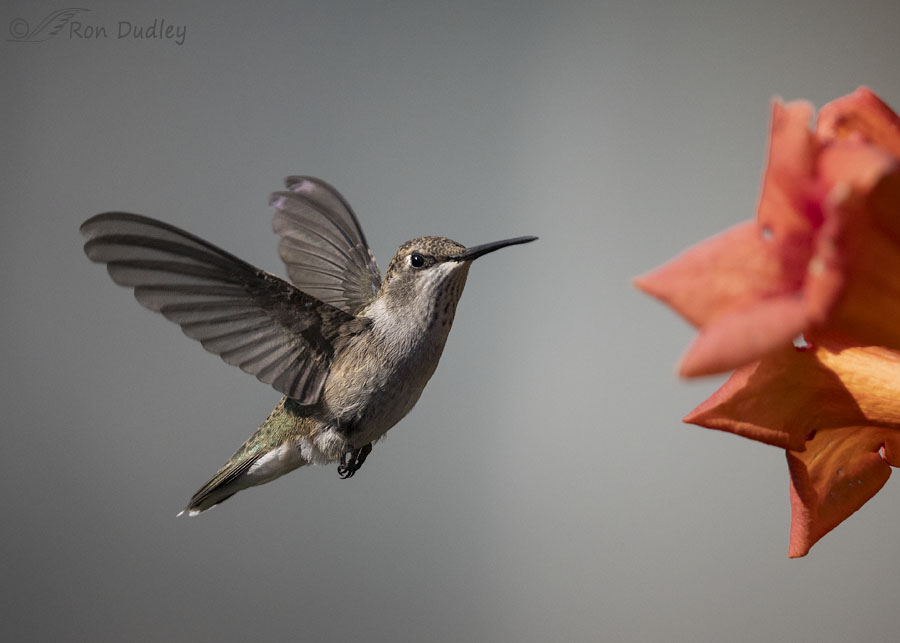 black-chinned-hummingbird-9674-ron-dudley