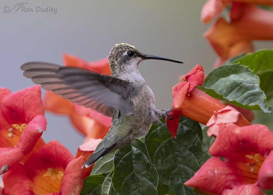 black-chinned-hummingbird-9780-ron-dudley