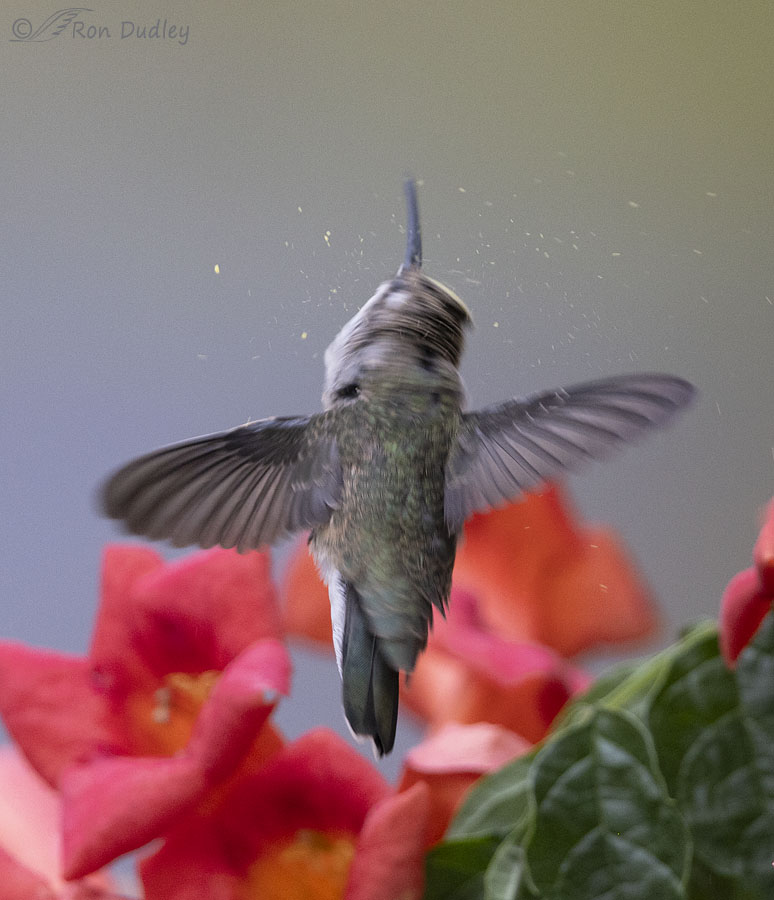 black-chinned-hummingbird-9801-ron-dudley