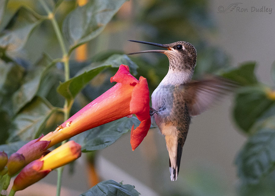black-chinned-hummingbird-9885b-ron-dudley