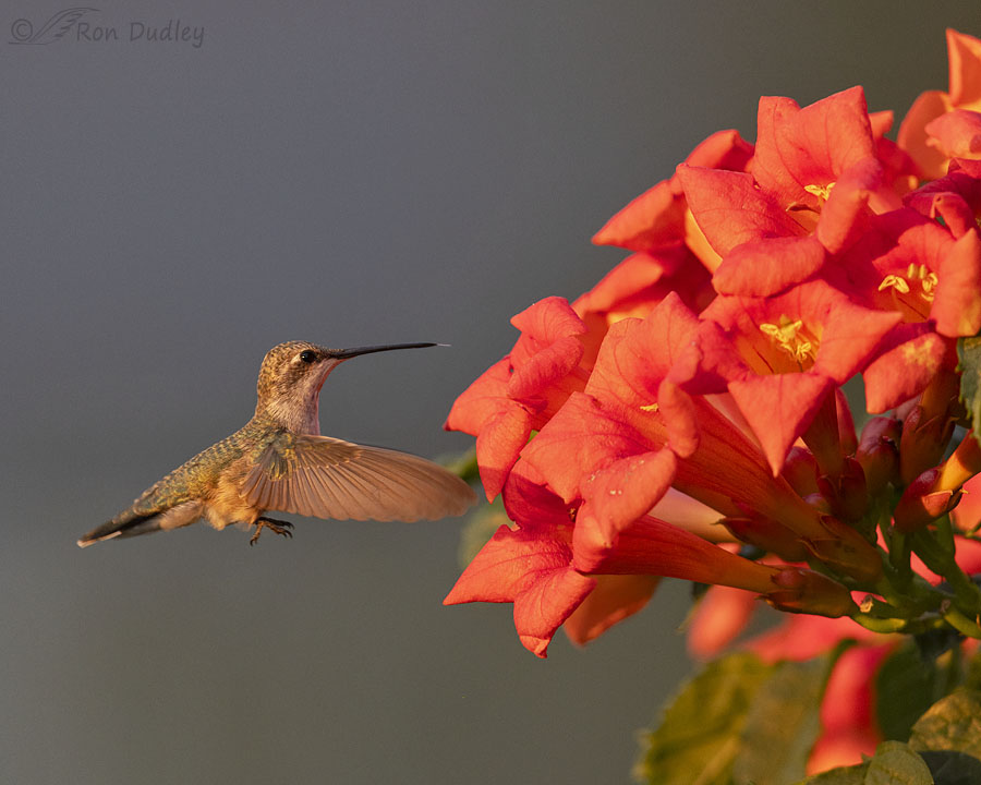 black-chinned-hummingbird-9960-ron-dudley