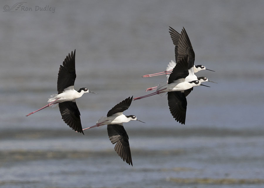 black-necked-stilt-8313-ron-dudley